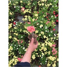 Odea Nura Botanik Dikenler Tacı Çiçekli Ithal Tayland Euphorbia Kaktüs, 20-40 Cm, Saksılı