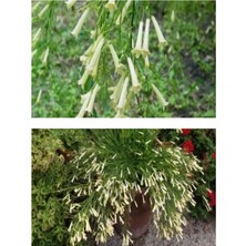 Odea Nura Botanik Beyaz Mercan Çiçeği Fidanı, 30-40 Cm, Saksılı, Russelia Equisetiformis