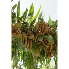 Odea Nura Botanik Teksas Badem Fidanı Aşılı, Yüksek Verimli, Soğuğa Dayanıklı, 70-90 cm