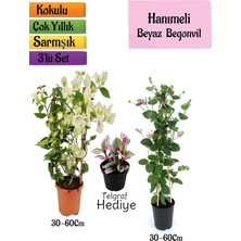 Odea Nura Botanik Beyaz Begonvil, Kokulu Hanımeli Çiçeği, Telgraf Çiçeği 3'lü Peyzaj Seti, 30-60 cm