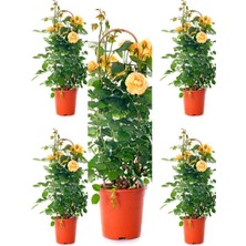 Odea Serada Decor & Plant Sarı Kokulu Gül Fidanı, 50-70 Cm, 5 Adet, Saksılı Bahçe Gülü