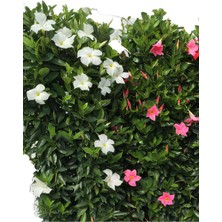 Odea Serada Decor & Plant Renkli Mandevilla Sandavilla Sarmaşık Bitkisi, 30-60CM, Pembe Beyaz Çiçekli