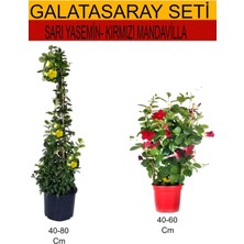 Odea Nura Botanik 2'li Takım Seti Sarı Yasemin Çiçeği + Kırmızı Mandavilla