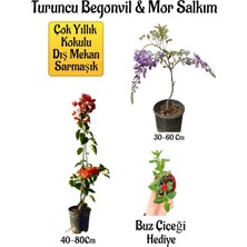 Odea Nura Botanik Turuncu Begonvil Çiçeği, Mor Salkım Ağacı Fidanı, Buz Çiçeği Hediyeli Bahçe Peyzaj Seti