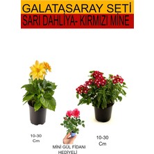 Odea Serada Decor & Plant Sarı Dahliya, Kırmızı Mine, Pembe Gül Fidanı Takım Seti