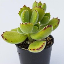 Odea Nura Botanik Cotyledon Tomentosa Ayı Pençesi Sukulent, 5.5 cm Saksı