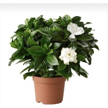 Odea Nura Botanik Gardenya Çiçeği Saksılı, 30-50CM, Beyaz, 1 Adet