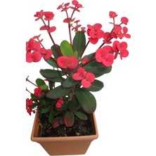 Odea Nura Botanik Euphorbia Bodur Dikenler Tacı Prenses Pembe Mini Boy 7.5cm Fide