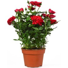 Odea Gardenbox Yediveren Mis Kokulu Kırmızı Gül Fidanı, 1 Adet, Saksılı, 10-15CM