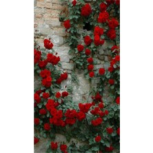 Odea Nura Botanik Kırmızı Yediveren Sarmaşık Gül Fidanı, 3 Adet, Saksılı, 80-160CM, Climbing Rose