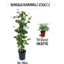 Odea Serada Decor & Plant Mis Kokulu Hanımeli Çiçeği, Tül Kuşkonmaz Çiçeği Hediye, Peyzaj Seti, 50-70CM
