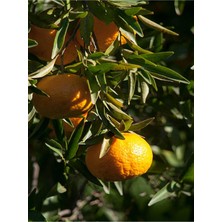 Odea Serada Decor & Plant Tatlı Bodrum Mandalina Fidanı, 150-200 Cm, Saksılı, 1 Adet