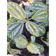 Odea Serada Decor & Plant Karyağdı Dış Mekan Bitkisi, 10-30 Cm, Çok Renkli