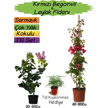 Odea Serada Decor & Plant Kırmızı Begonvil, Mor Leylak Fidanı, Tül Kuşkonmaz 3'lü Peyzaj Seti