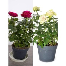 Odea Gardenbox Beyaz ve Kırmızı Yediveren Saksılı 2 Adet Aşılı Gül Fidanı, 35-60 cm