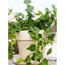 Odea Nura Botanik Canlı Hedera Helix (Kaya Sarmaşığı) Tırmanıcı Formlu Bitki 40-60 cm