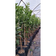 Odea Serada Decor & Plant Portakal Washington 3 Yaş Fidanı, Aşılı Portakal Meyvesi