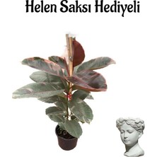 Odea Nura Botanik Pembe Renkli Kauçuk Bitkisi, Helen Saksı, Sevgililer Gününe Özel