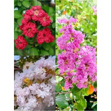 Odea Nura Botanik Oya Ağacı Çiçeği, Kırmızı-Beyaz-Pembe, 3 Adet Saksılı, 40-70 Cm, Lagerstroemia Indica
