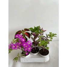 Odea Serada Decor & Plant 6'lı Bitki Seti, Mezem, Yaprak Güzeli, Telgraf, Ortanca, Itır, Aşkın Göz Yaşı