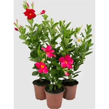 Odea Gardenbox Mandevilla Karışık 30-60 Cm, Pembe, Kırmızı, Beyaz Çiçekli Dış Mekan Sarmaşık