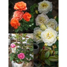 Odea Serada Decor & Plant Yediveren Beyaz Pembe ve Narçiçeği Saksılı Aşılı Gül, 30-80 Cm, 3 Adet