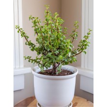 Odea Serada Decor & Plant Yeşim Çiçeği, 15-30 Cm, Saksılı, Yenilebilir Ofis Bitkisi, Portulacaria Afra
