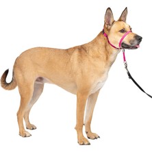 Odea Petsafe Antrenman Dvd'li Yumuşak Kılavuz Boyun Bandı