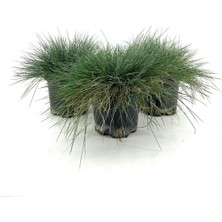 Odea Nura Botanik Mavi Çim Bitkisi Fidanı, 3 Adet, 25-40 Cm, Saksılı, Festuca Glauca