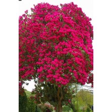 Odea Serada Decor & Plant Kırmızı Oya Ağacı Fidanı, 60-80 Cm, Tüplü, Yeşil Yapraklı, Bol Çiçekli