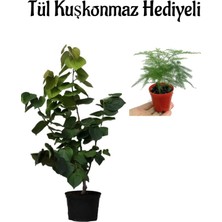 Odea Nura Botanik Kokulu Leylak Ağacı Fidanı Saksılı, Tül Kuşkonmaz Çiçeği Hediyeli
