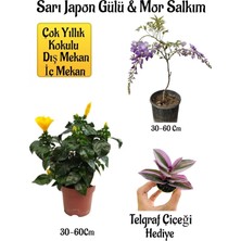 Odea Gardenbox Sarı Japon Gülü Çiçeği, Mor Salkım Ağacı Fidanı, Telgraf Çiçeği Hediyeli Peyzaj Seti, Çok Renkli