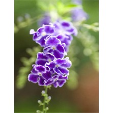 Odea Nura Botanik Duranta Çalısı, Ağaç Menekşesi, 80-120 Cm, Tüplü, Dış Mekan Sarmaşık