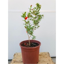 Odea Nura Botanik Süs Narı Fidanı Saksılı, 5,5 Litre, Kırmızı Çiçekli, Bonsai Cüce Süs Nar Fidanı