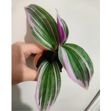 Odea Bitkim Sende Telgrafçiçeği Fidesi, 10-15 Cm, Özel Renk, Mor-Yeşil