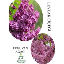 Odea Nura Botanik Kokulu Leylak Çiçeği Fidanı 30-60CM + Erguvan Ağacı Fidanı 40-80CM, Saksılı, Çok Renkli, Set