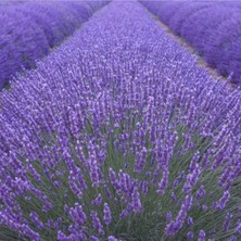 Odea 20 Adet Lavanta Angustifolia Fidanı Fidesi