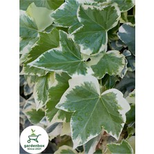 Odea Nura Botanik Hedera Helix Duvar Ağaç Sarmaşığı, Saksılı, 30-40CM, Yeşil-Beyaz