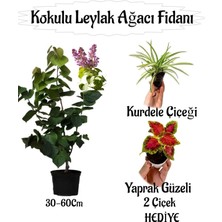 Odea Serada Decor & Plant Kokulu Leylak Ağacı Fidanı Saksılı 30-60CM, Yaprak Güzeli ve Kurdele Çiçeği Hediye