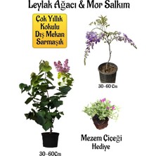 Odea Gardenbox Yoğun Kokulu Leylak Ağacı Fidanı, Mor Salkım Ağacı Fidanı, Mezem Çiçeği Hediyeli Peyzaj Seti, Çok Renkli