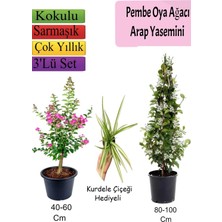 Odea Gardenbox Pembe Oya Ağacı, Arap Yasemini, Kurdele Çiçeği Hediyeli, 3'lü Set, Çok Renkli