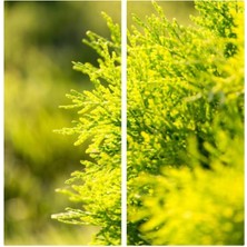 Odea Nura Botanik Limoni Servi 60-120 cm Tüplü Dış Mekan Ağacı, Cupressus Macrocarpa Goldcrest