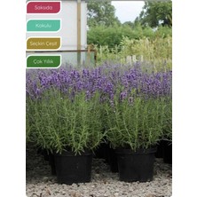 Odea Serada Decor & Plant Lavanta Fidanı Ingiliz Lavandula Angustifolia Hidcote, Saksıda, Kokulu, Çiçek Açan, Çalı