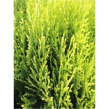 Odea Bitkim Sende Limon Selvi Fidanı, 10 Adet, 10-20CM, Tüplü, Yeşil