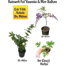 Odea Gardenbox Kokulu Katmerli Ful Yasemin Çiçeği, Mor Salkım Ağacı Fidanı, Itır Çiçeği Hediyeli Set