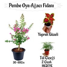 Odea Serada Decor & Plant Pembe Oya Ağacı Fidanı Saksılı, Yaprak Güzeli-Tül Çiçeği Hediyeli