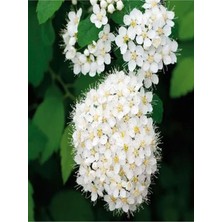 Odea Bitkim Sende Keçi Sakalı Ağacı Fidanı, 30-90 Cm, Saksılı, Beyaz Çiçekli Bodur Bitkiler, Spirea