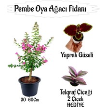 Odea Bitkim Sende Pembe Oya Ağacı Fidanı Saksılı, Yaprak Güzeli ve Telgraf Çiçeği Hediyeli