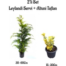 Odea Serada Decor & Plant Leylandi Çam Ağacı Fidanı + Altuni Taflan Çit Bitkisi 2'li Set, Çok Renkli