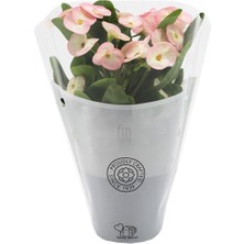 Odea Nura Botanik Pink Ithal Euphorbia Milii Pembe Dikenler Tacı Özel Tür Fidesi